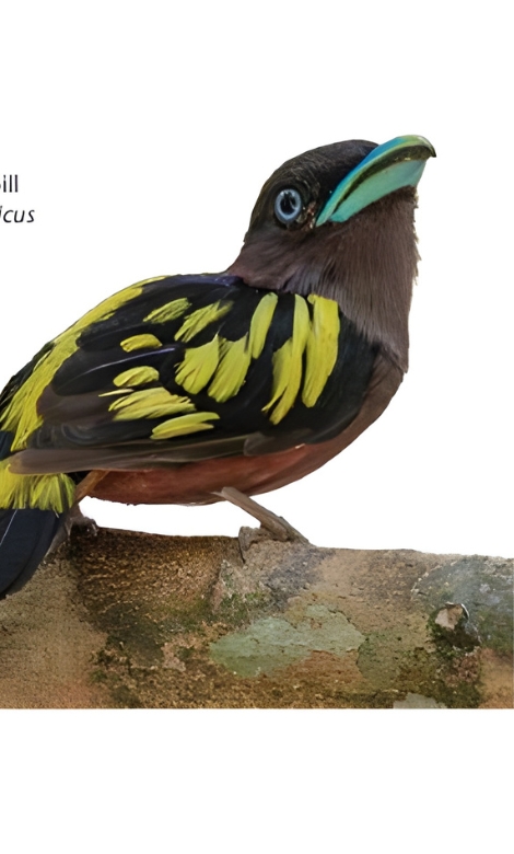 Blue-and-white flycatcher by Jonathan Kuah