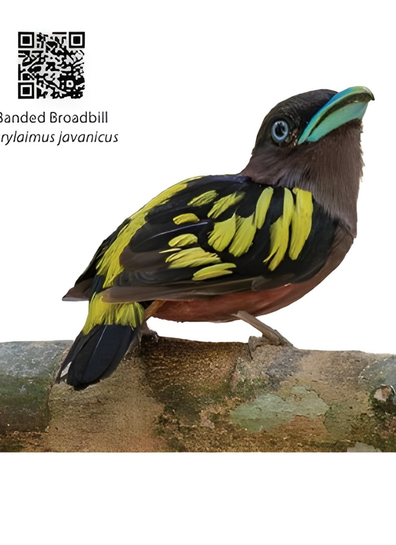 Blue-and-white flycatcher by Jonathan Kuah