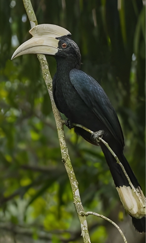 Blue-and-white flycatcher by Jonathan Kuah