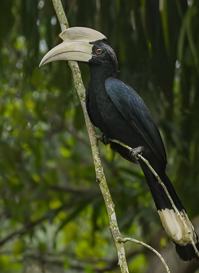 Blue-and-white flycatcher by Jonathan Kuah