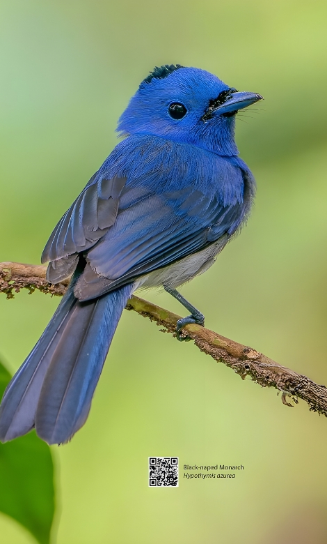 Blue-and-white flycatcher by Jonathan Kuah
