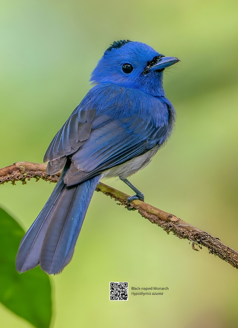 Blue-and-white flycatcher by Jonathan Kuah