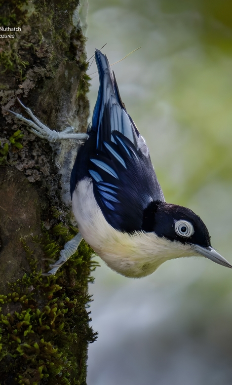Blue-and-white flycatcher by Jonathan Kuah
