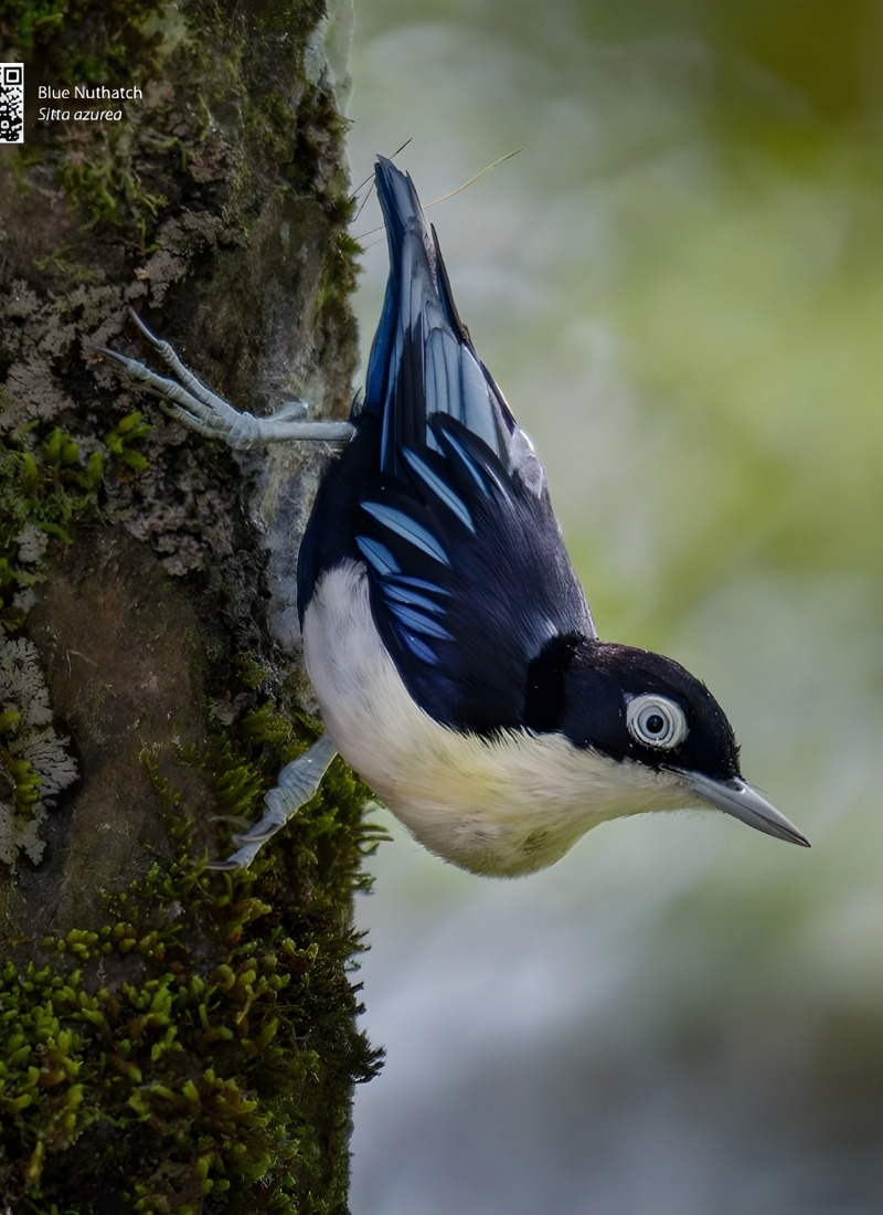 Blue-and-white flycatcher by Jonathan Kuah