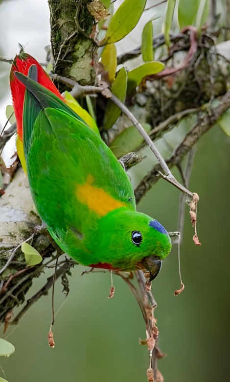 Blue-and-white flycatcher by Jonathan Kuah
