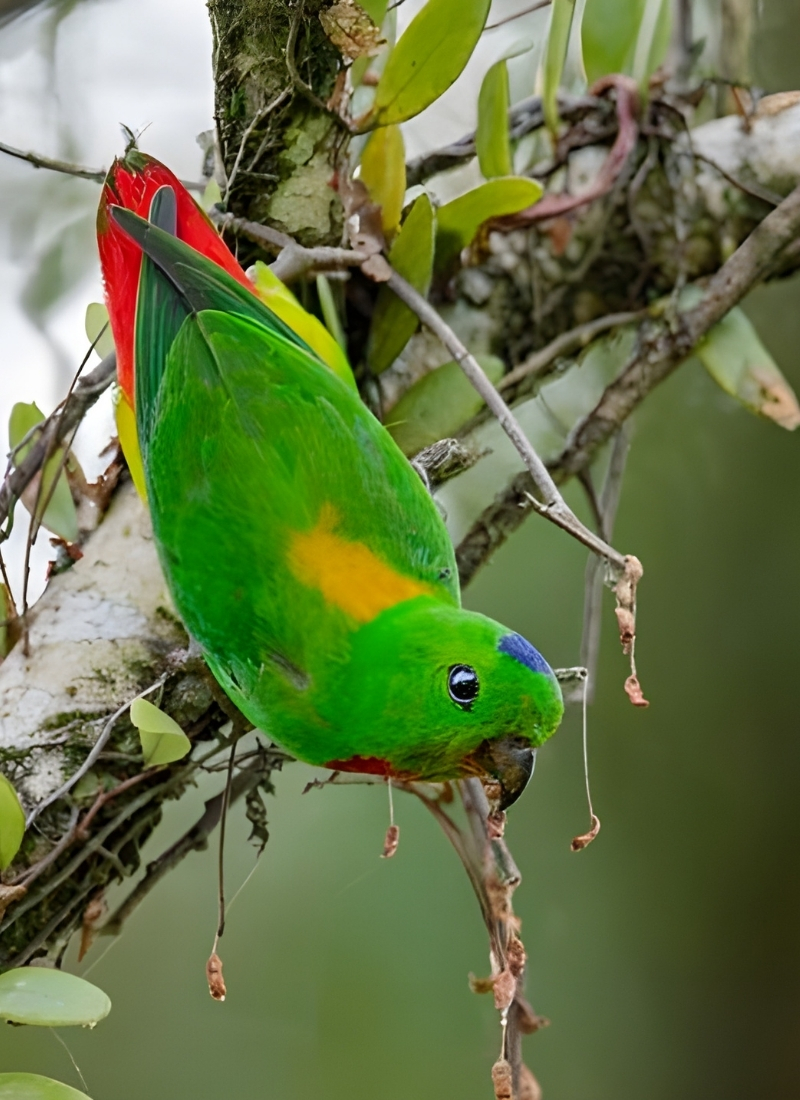 Blue-and-white flycatcher by Jonathan Kuah