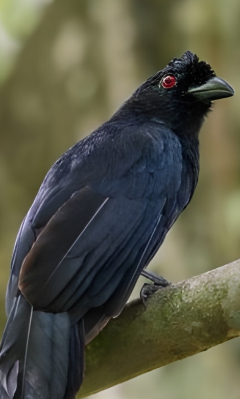 Blue-and-white flycatcher by Jonathan Kuah