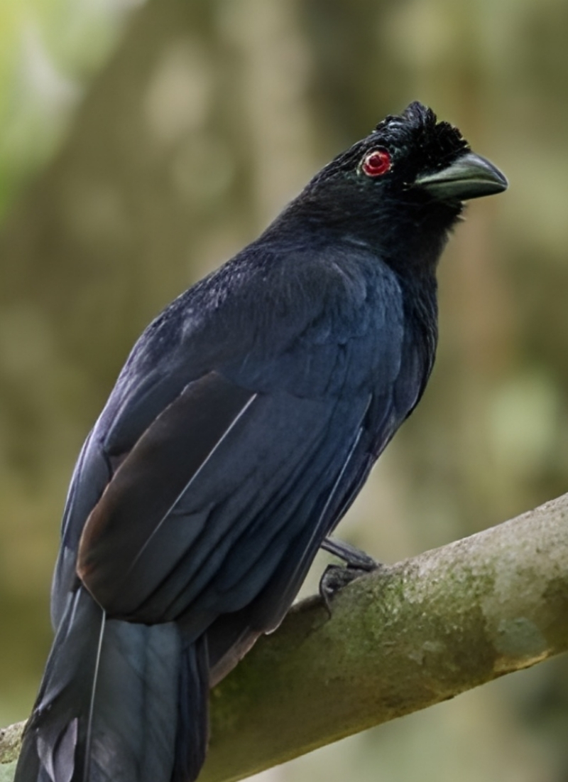 Blue-and-white flycatcher by Jonathan Kuah