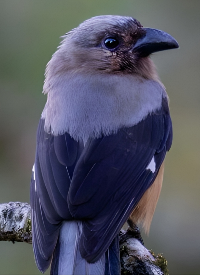 Blue-and-white flycatcher by Jonathan Kuah