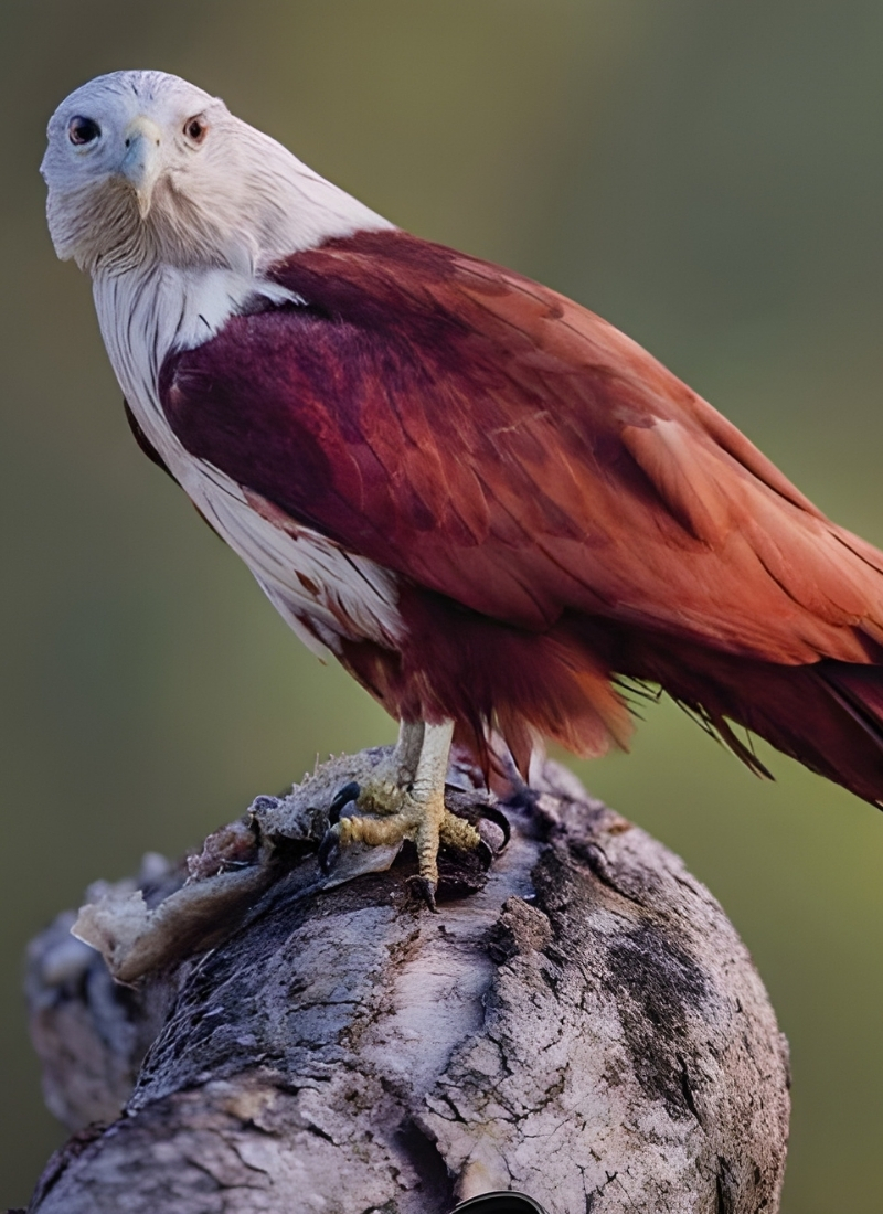 Blue-and-white flycatcher by Jonathan Kuah