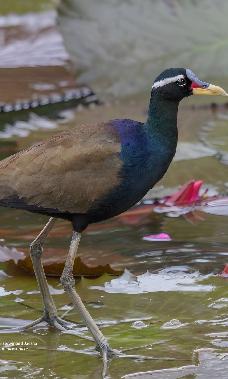 Blue-and-white flycatcher by Jonathan Kuah