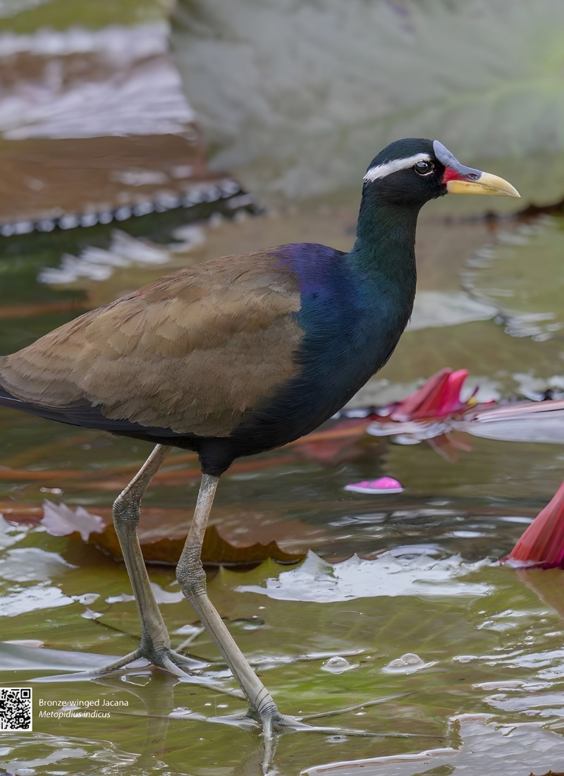 Blue-and-white flycatcher by Jonathan Kuah