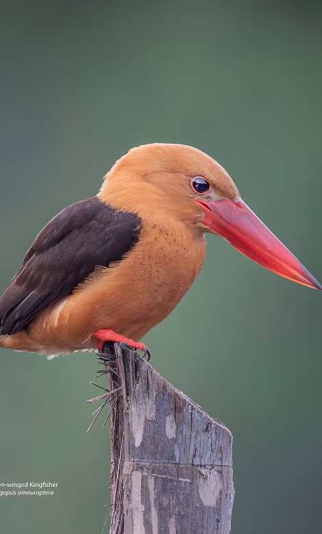 Blue-and-white flycatcher by Jonathan Kuah