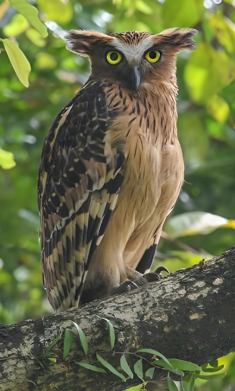 Blue-and-white flycatcher by Jonathan Kuah