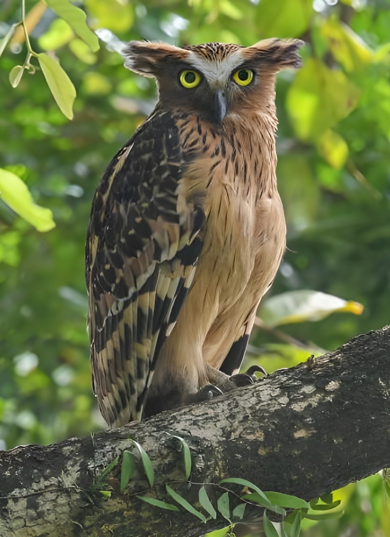 Blue-and-white flycatcher by Jonathan Kuah
