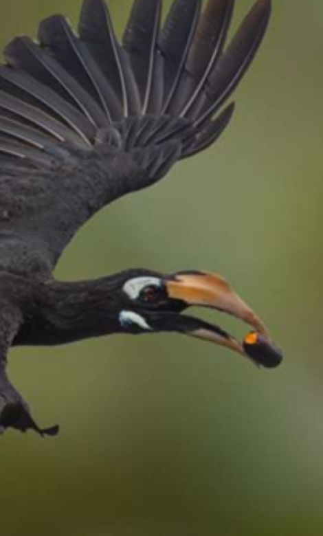 Blue-and-white flycatcher by Jonathan Kuah