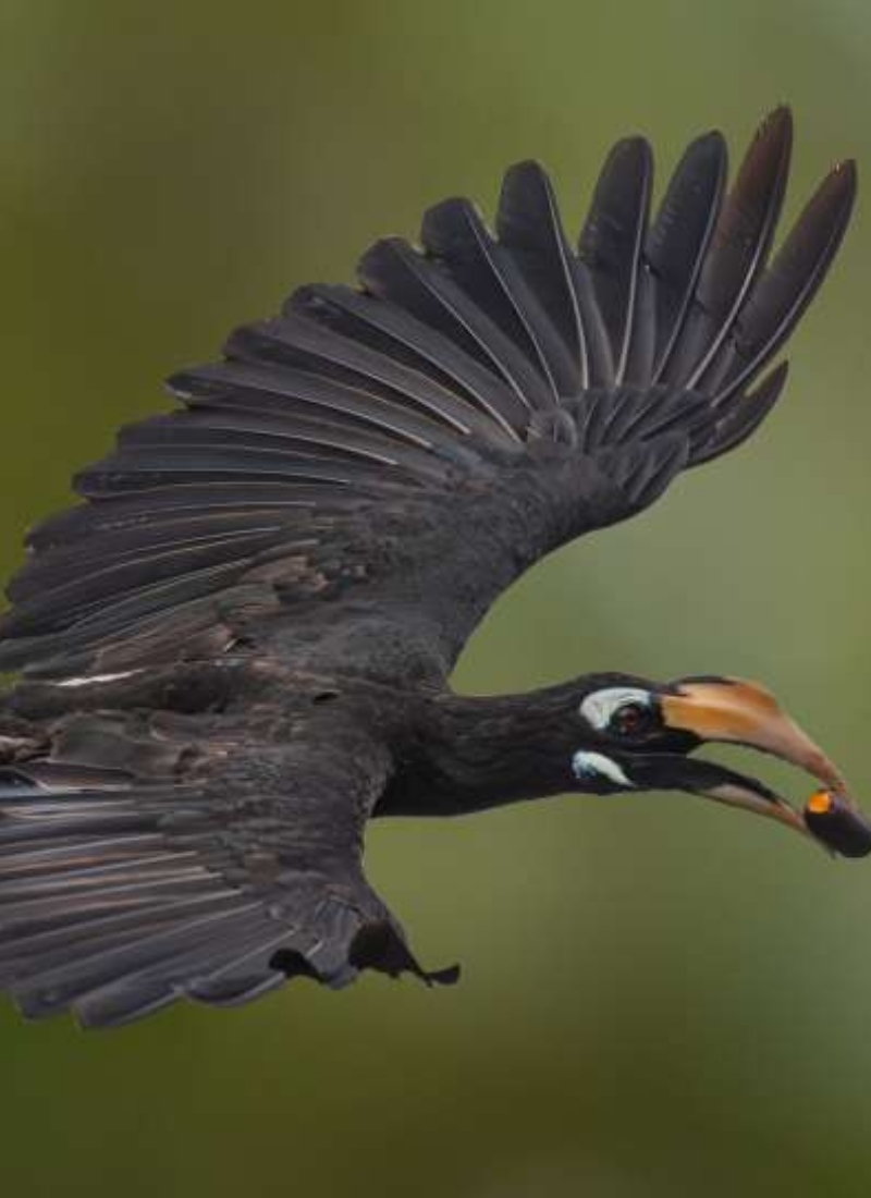 Blue-and-white flycatcher by Jonathan Kuah