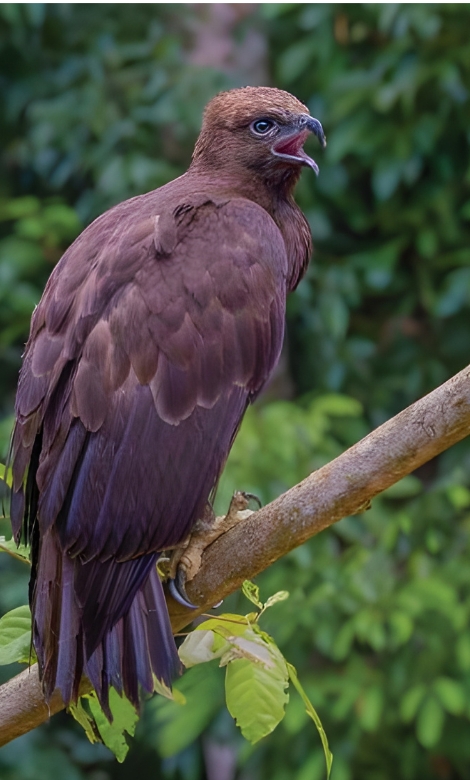 Blue-and-white flycatcher by Jonathan Kuah