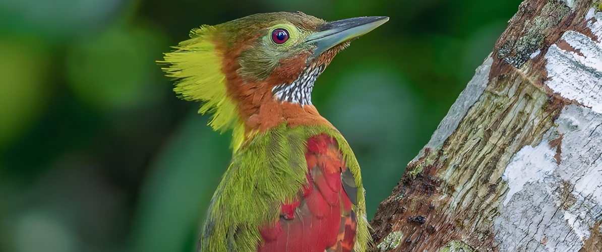 Blue-and-white flycatcher by Jonathan Kuah