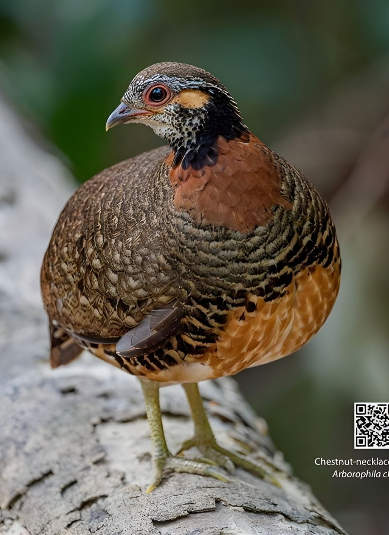 Blue-and-white flycatcher by Jonathan Kuah