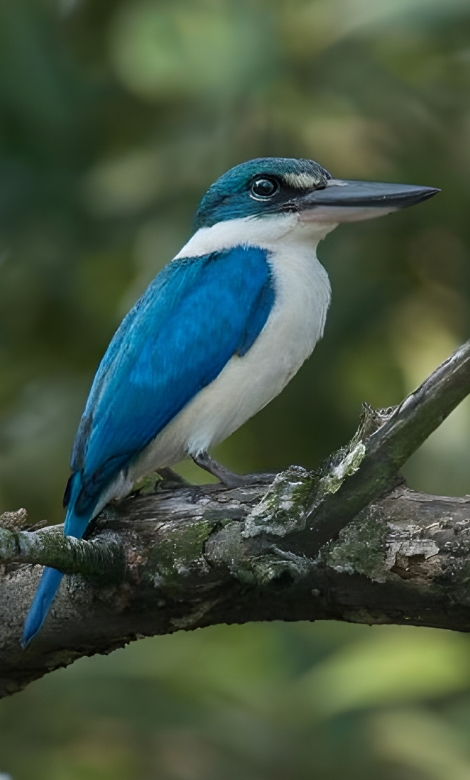 Blue-and-white flycatcher by Jonathan Kuah