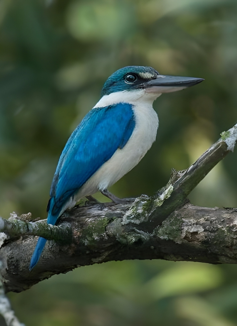 Blue-and-white flycatcher by Jonathan Kuah