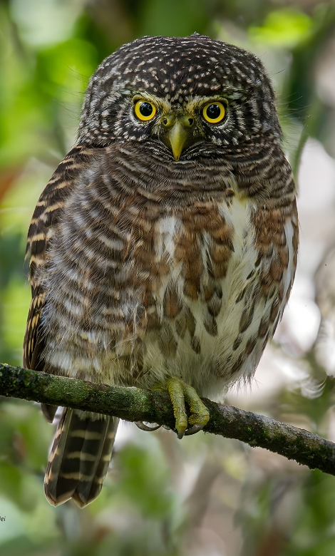 Blue-and-white flycatcher by Jonathan Kuah