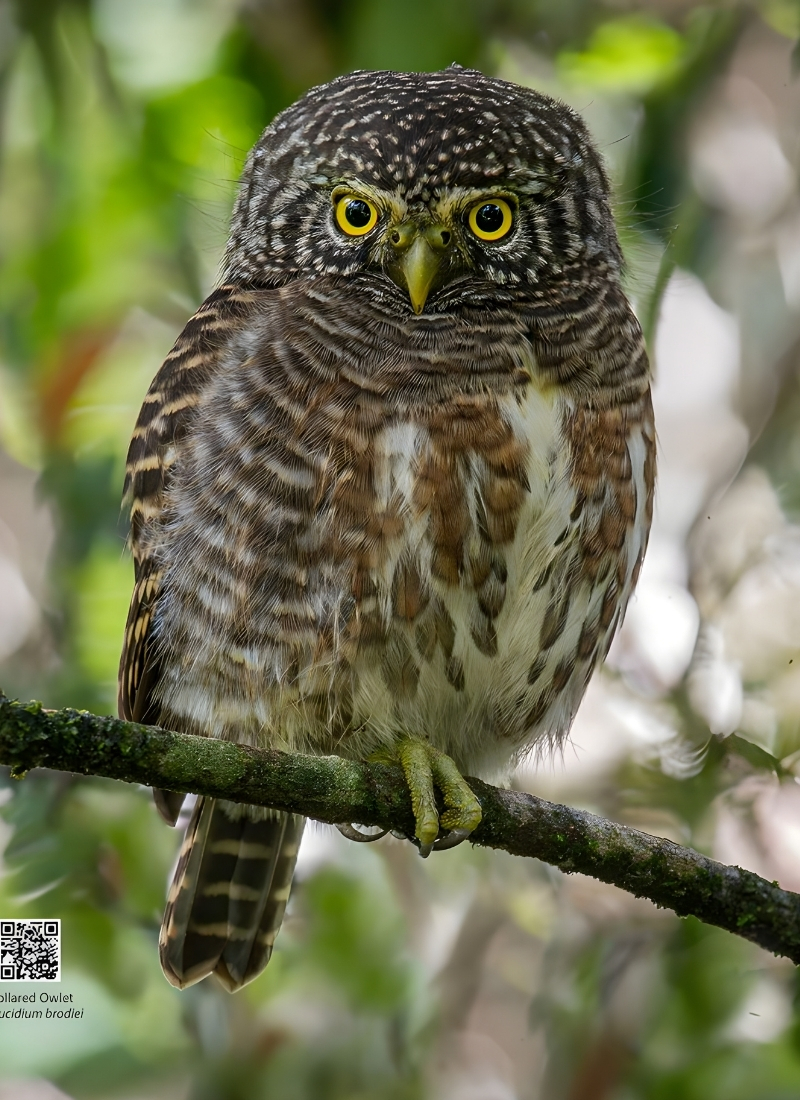Blue-and-white flycatcher by Jonathan Kuah