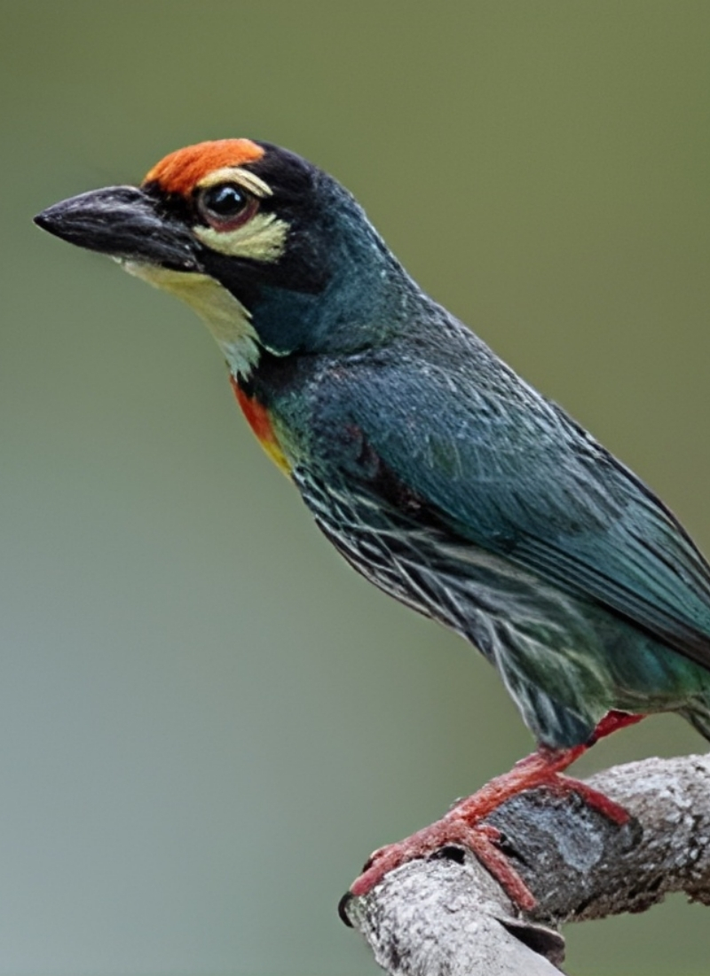 Blue-and-white flycatcher by Jonathan Kuah