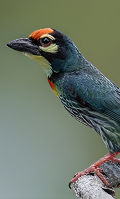 Blue-and-white flycatcher by Jonathan Kuah