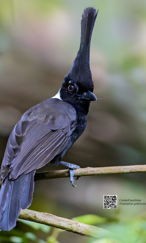 Blue-and-white flycatcher by Jonathan Kuah