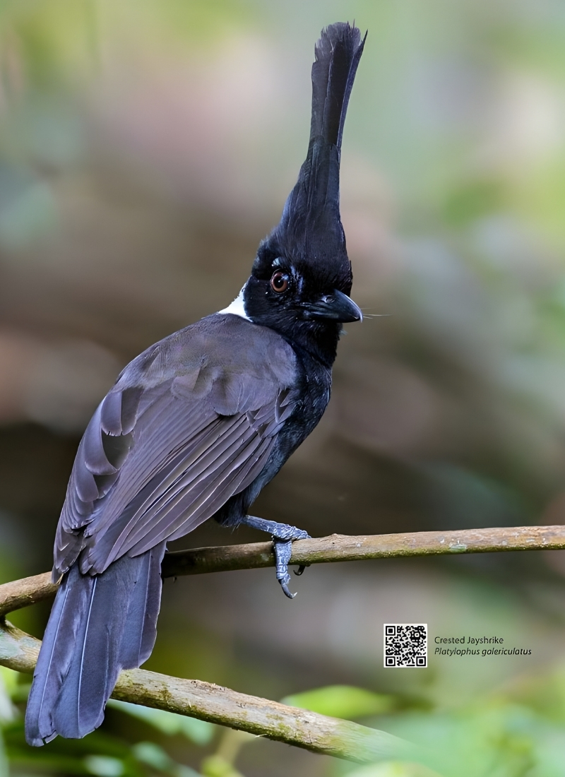 Blue-and-white flycatcher by Jonathan Kuah