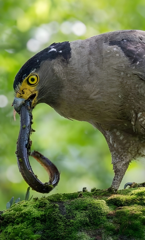 Blue-and-white flycatcher by Jonathan Kuah