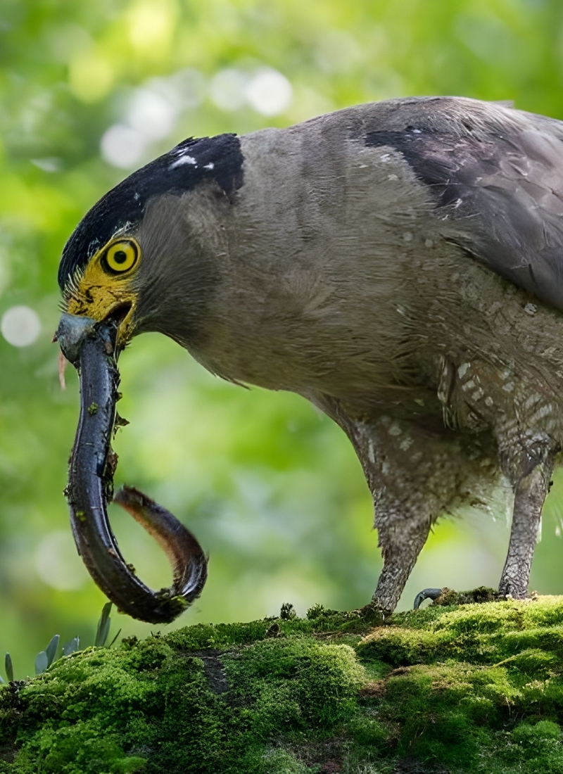 Blue-and-white flycatcher by Jonathan Kuah