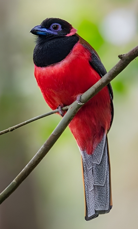 Blue-and-white flycatcher by Jonathan Kuah