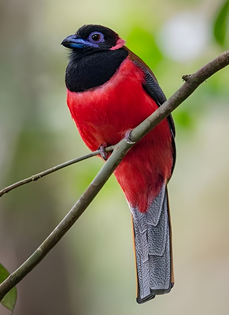 Blue-and-white flycatcher by Jonathan Kuah