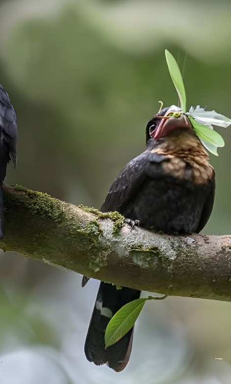Blue-and-white flycatcher by Jonathan Kuah