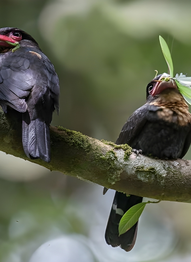 Blue-and-white flycatcher by Jonathan Kuah
