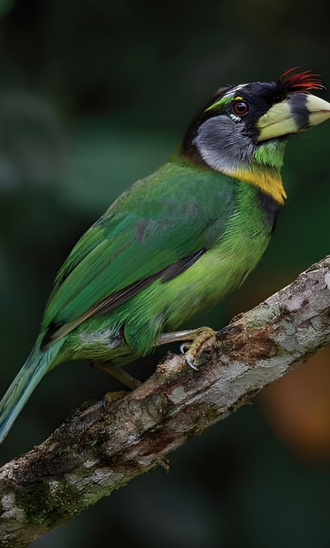 Blue-and-white flycatcher by Jonathan Kuah
