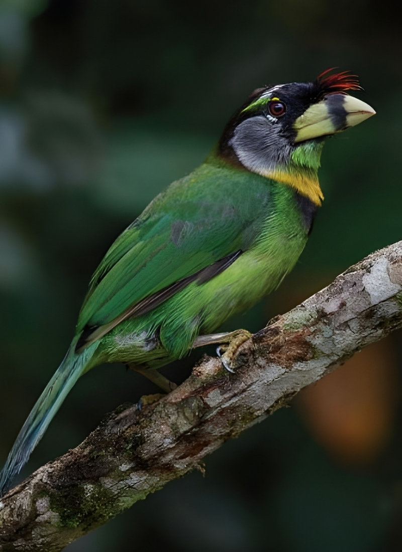 Blue-and-white flycatcher by Jonathan Kuah