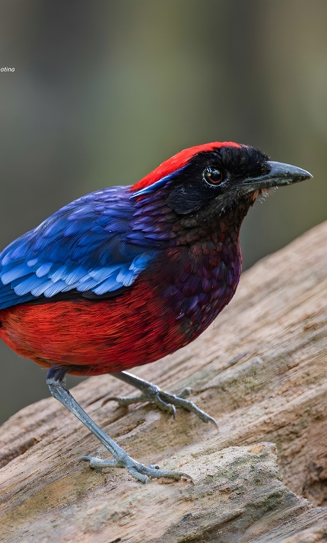 Blue-and-white flycatcher by Jonathan Kuah