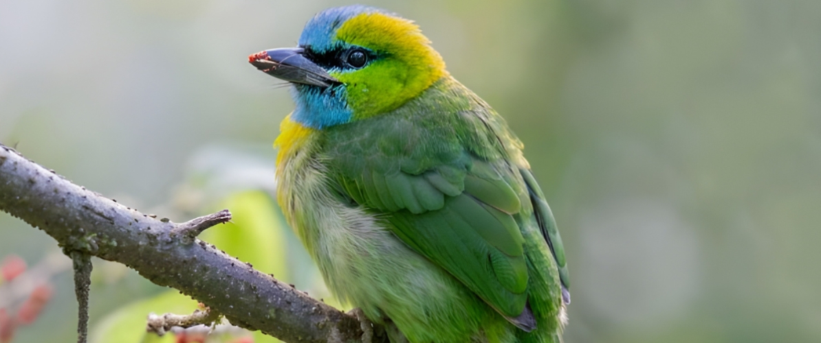 Blue-and-white flycatcher by Jonathan Kuah