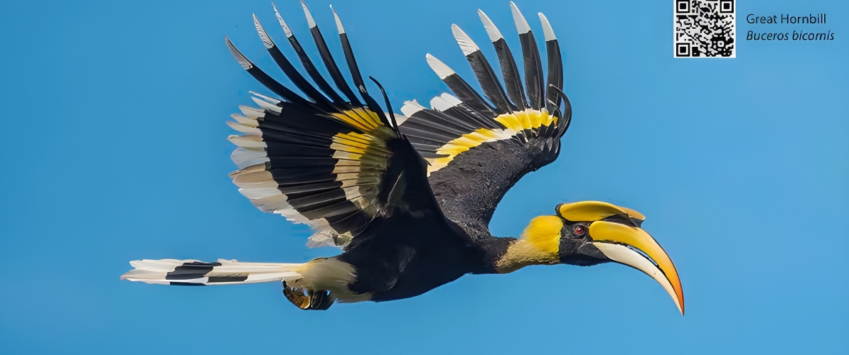 Blue-and-white flycatcher by Jonathan Kuah