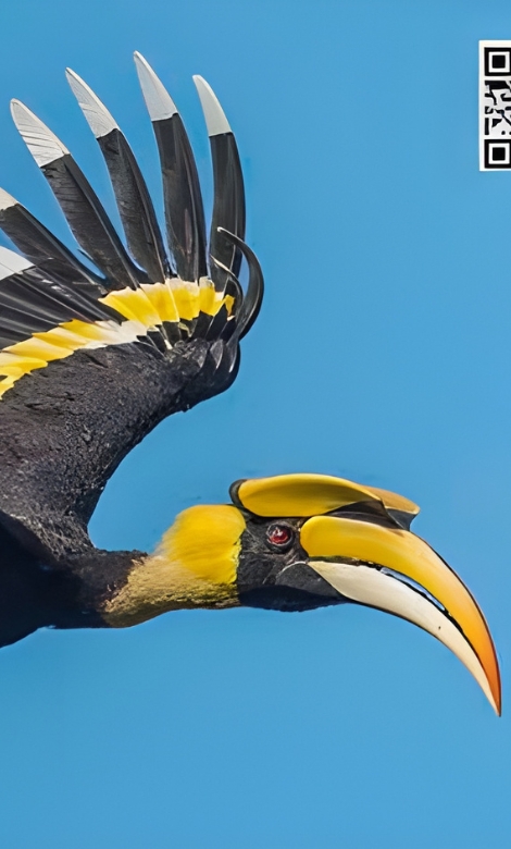 Blue-and-white flycatcher by Jonathan Kuah