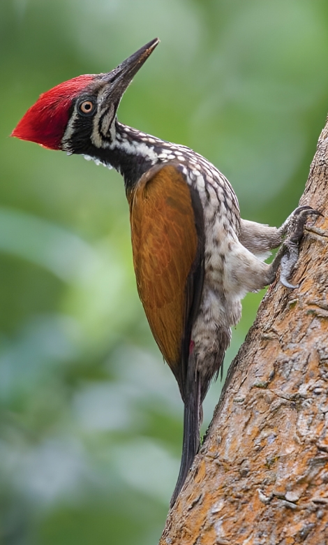 Blue-and-white flycatcher by Jonathan Kuah