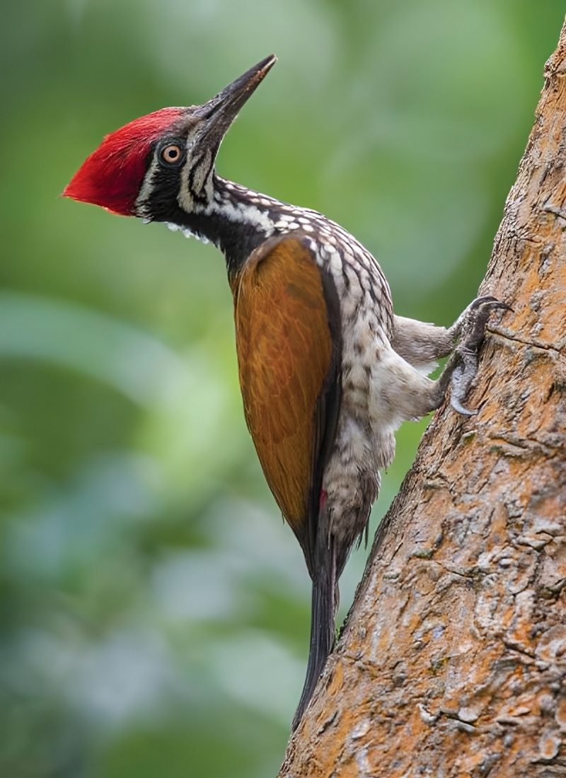 Blue-and-white flycatcher by Jonathan Kuah