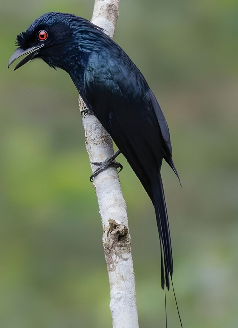 Blue-and-white flycatcher by Jonathan Kuah