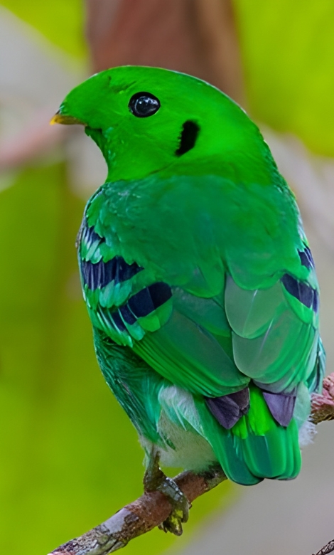 Blue-and-white flycatcher by Jonathan Kuah