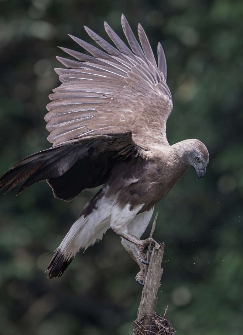 Blue-and-white flycatcher by Jonathan Kuah