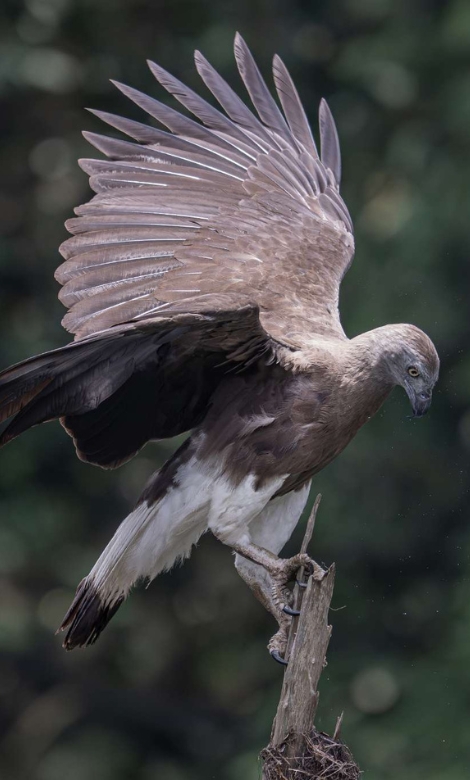 Blue-and-white flycatcher by Jonathan Kuah